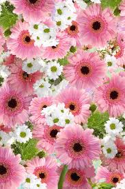 Check spelling or type a new query. Bunga Wallpaper Hd Latar Belakang Tema For Android Apk Download