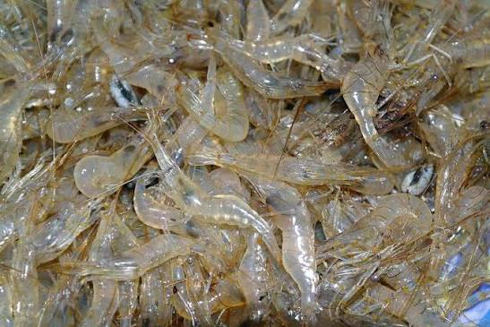 Tép Đông Lạnh Ichibafood 300Gr
