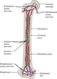 Long bones have a thick outside layer of compact bone and an inner medullary cavity containing bone marrow. 6 3 Bone Structure Anatomy Physiology