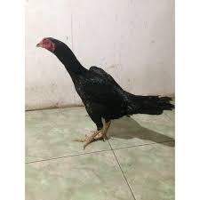 Maybe you would like to learn more about one of these? Telur Ayam Bangkok Pukul Ko L New Stock Lazada Indonesia