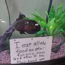 Sometimes I Don T Like My Oscar R Aquariums Oscar Fish Fish Care Fishing Humor