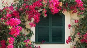 Not only do they provide your yard with fragrant blooms of color, but they also act as a natural form of privacy and easily hide unsightly areas of the yard. Climbing Flowering Vines Fast Growing Vines Miracle Gro