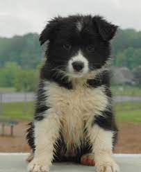 Good Breeder Solaras Border Collies Border Collie Collie Best Dogs