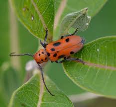 A huge family of beetles. What Are These Black Spotted Red Insects On The Milkweed Plants Natural Crooks Ramblings