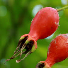 Check spelling or type a new query. Stories From Langthorns Rosa Moyesii Geranium