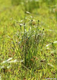 Image result for Kyllinga squamulata