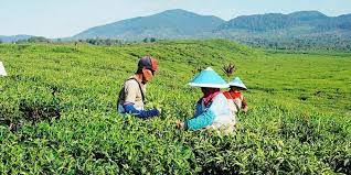 Adapun kebun teh ini menyimpan sejarah administrator terdahulu, karel albert rudolf bosscha di harga tiket masuk kebun teh malabar sangat terjangkau. Perkebunan Nusantara Tea Sumatera Farah Noviarahma Purwoko