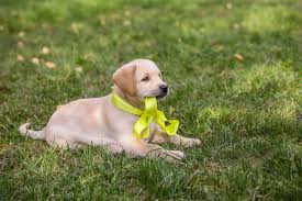Check spelling or type a new query. Yellow Dog Co Oznacza Zolta Wstazka Na Smyczy Lub Obrozy Petportal Pl