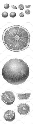 Black And White Orange Slice Oranges Pencil Drawing Black White Drawings Pencil Drawings Black And White