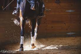 Fei Dutch Warmblood Indoor Arena Photography Idea Using Natural Light Follow Catchlight Artistry On Pintr Horse Photography Animal Photography Dutch Warmblood