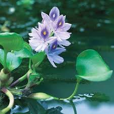 Water Hyacinth A Free Floating Plant It Sends A 9 Inch Spike Of Lavender Flowers Up From A Rosette Of Leathe Floating Plants Lavender Flowers Water Hyacinth