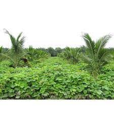 Tanaman penutup dapat digarap kembali ke tanah untuk meningkatkan nutrisi atau kandungan organiknya. Benih Kacang Tutup Bumi Penutup Bumi Covercrop Seed Benih Rumput Kebun Calopogonium Mucunoides Cm Dan Pj Shopee Malaysia