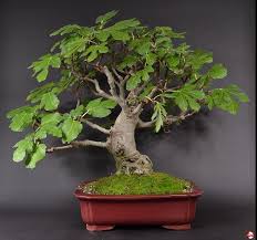 Indoor Subtropische Bonsai Ficus Carica Echter Feigenbaum Unsere Produkte In Der Ubersicht Bonsaischule En Bonsai Tree Types Bonsai Tree Bonsai Garden