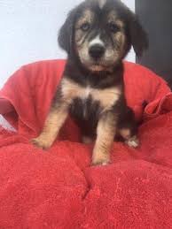 Puppyspot.com has been visited by 100k+ users in the past month Golden Retriever Puppy Dog For Sale In Dallas Texas