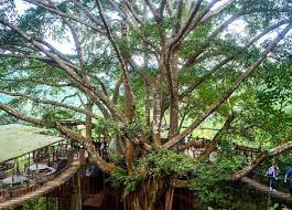 Rope Bridges Giant Tree House Coffee Shop In Chiang Mai Homestay Unique Cafe Chiang Mai Asia Travel