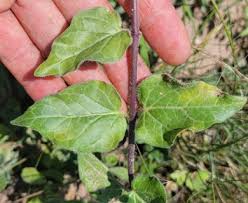 Image result for Marsdenia cynanchoides