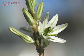 Image result for Trachyandra saltii
