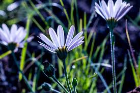 Image result for Sida dregei