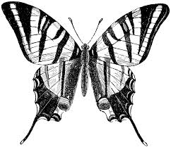 Papilio Poda 1 024 884 Pixels Butterfly Illustration Butterfly Egyptian Tattoo