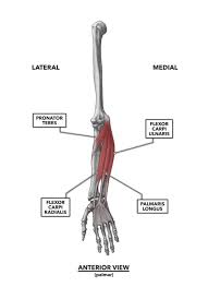 Picture of forearm muscles and tendons / muscles of forearm intermediate layer anterior view : Crossfit Wrist Musculature Part 1 Anterior Muscles