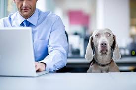 It S A Ruff Day At The Office For Lucky Dogs Lucky Dogs Emotional Support Animal Office Dog