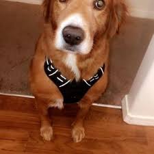 Maybe you would like to learn more about one of these? Companion Animal Hospital 21 Photos 56 Reviews Veterinarians 110 Ne 25th Ave Hillsboro Or United States Phone Number