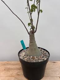 Image result for Adenia glauca