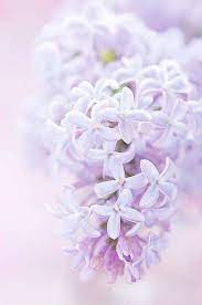 Wednesday Thursday Friday Are Pin Your Happy Days Pin Anything That Brings You Joy And Raises Your Loving Energy C Flowers Purple Flowers Love Flowers