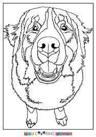 You can now print this beautiful bernese mountain dog coloring page or color online for free. Puppy Bernese Mountain Dog Coloring Page Novocom Top