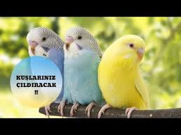 Muhabbet Kuslari Gaga Kesimi Neden Kesilir Youtube