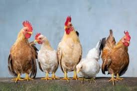 Mungkin kalian akan kesal bila kalian melihat gabah hasil panen kalian di makan ayam. Arti Mimpi Membeli Ayam Jago Menurut Primbon Bysnis