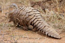 Check spelling or type a new query. Coronavirus And The Pangolin Effect Capitals Coalition
