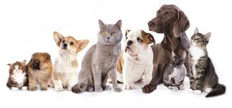 An emotional support animal or esa does not require any special training. Service And Emotional Support Animals Office Of Residence Life And Housing