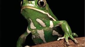 Resultado de imagen de LOS ANFIBIOS