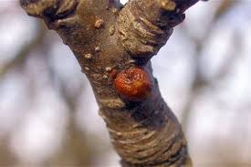 Image result for puklice švestková obrázek