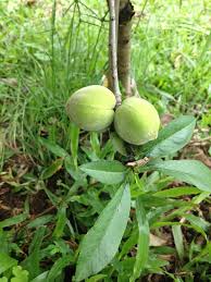 If you fancy a ready supply of fruit you probably can't get at your local fruit shop, and you have a bit of space in your yard, you might like to try growing some of these unusual fruit trees. 5 Unusual Fruit Trees To Grow In Your Backyard Everywhere