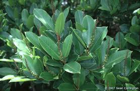 Image result for Sapium