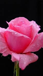 Rose Flower Bud Petals Drops Fresh Black Background Beautiful Rose Flowers Rose Buds Pink Flowers