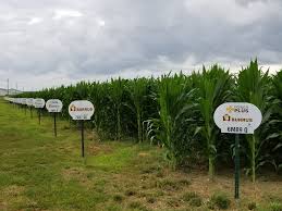 Marcy Burrus (@1Marcella)