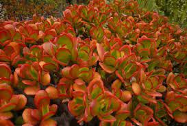 Check spelling or type a new query. Jade Plant Leaves Turning Red Should You Worry Succulent Alley
