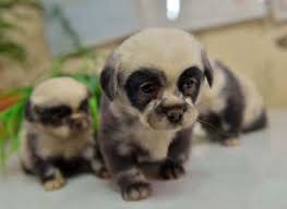 Maybe you would like to learn more about one of these? 233 Chubby Puppies That Look Like Teddy Bears Bored Panda
