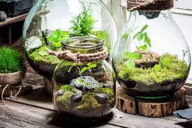 Terrarium Plante A Vendre Terrarium De Mousse Terrarium Idees Jardin