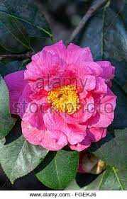 Pin On Camellias