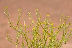 Image result for Gomphocarpus tenuifolius