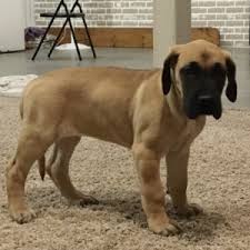 Home contact great dane puppies for sale about fill the spaces below to get in contact you must name the dog * indicates. Fawn Great Dane Puppy 625259 Puppyspot