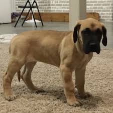 Fran lass lagarada (fawns/brindles) email. Fawn Great Dane Puppy 625259 Puppyspot