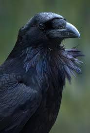 Big Black Bird With White Wing Tips Raven A Magnificent Bird Bigger Than A Buzzard It Is The Largest Passerine Perching Bird In Europe And Is Deeply Embedded In Raven Pictures Crow Black Bird