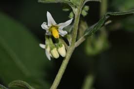 Image result for Solanum chenopodioides