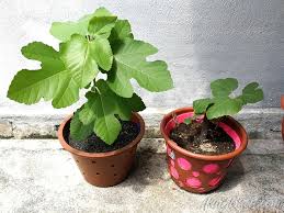 We did not find results for: Tanam Pokok Dalam Pasu Dengan Teknik Air Root Pruning Pots