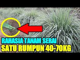 Cara menanam serai di dalam pot agar tumbuh subur. Penemuan Terbaru Cara Tanam Serai Agar 40 70 Kg Per Tanaman Youtube